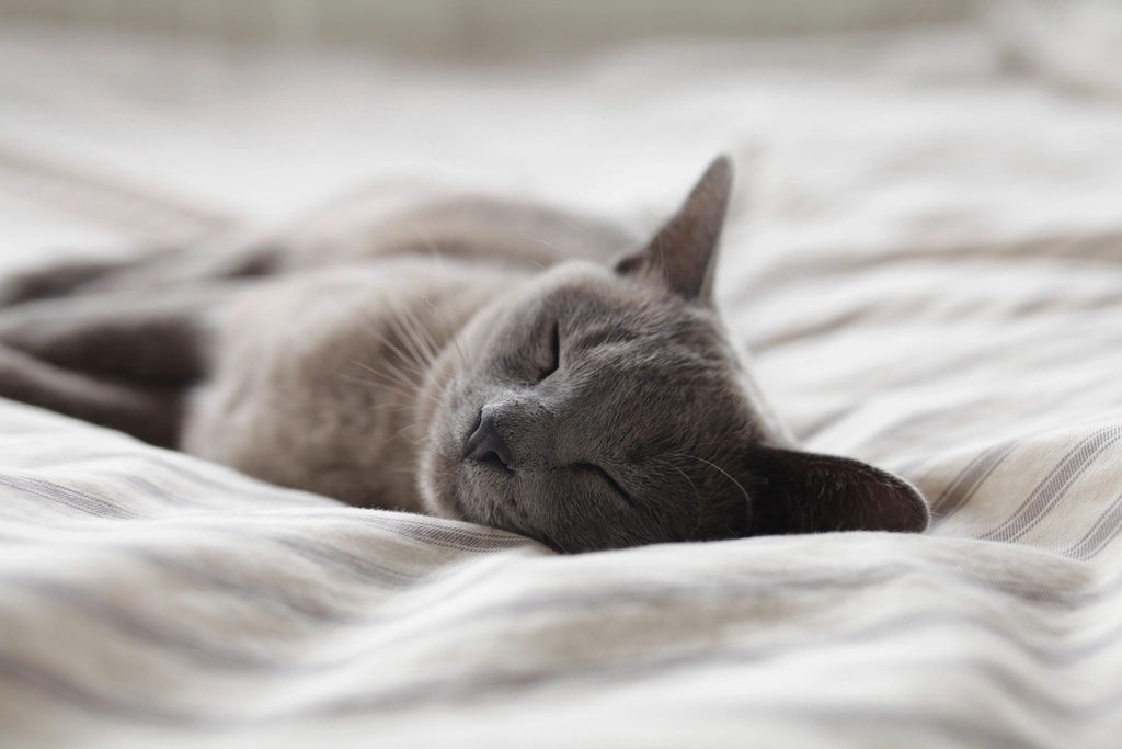difference between sleepwear and pajamas